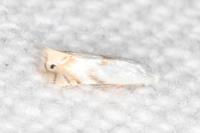 Pseudopostega crepusculella