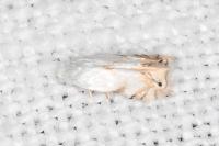 Pseudopostega crepusculella