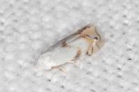 Pseudopostega crepusculella