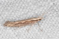 Plutella xylostella