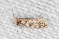 Eumasia parietariella