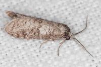Penestoglossa dardoinella
