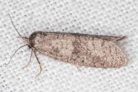 Penestoglossa dardoinella