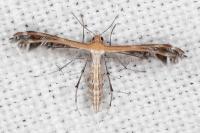 Stangeia siceliota