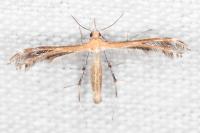 Stangeia siceliota