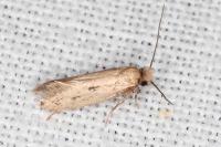 Anomalotinea liguriella