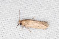 Anomalotinea liguriella