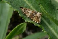 Celypha cespitana