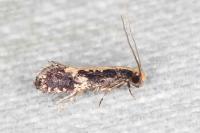 Monopis obviella