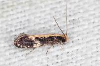 Monopis obviella