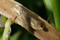 Eucosma