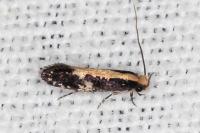 Monopis obviella