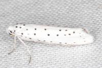 Yponomeuta