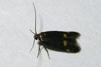 Borkhausenia minutella