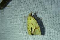 Agapeta hamana