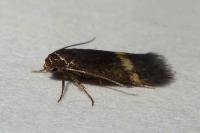Borkhausenia minutella