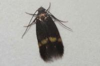 Borkhausenia minutella