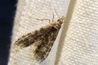 Alucita huebneri/cymatodactyla