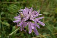 Nemophora metallica