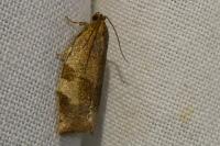 Choristoneura hebenstreitella
