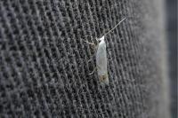 Leucoptera