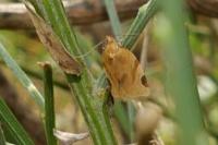 Paramesia gnomana