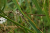 Celypha rivulana