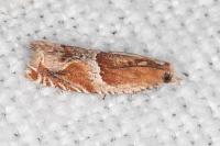 Ancylis obtusana