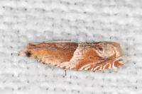 Ancylis obtusana