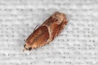 Ancylis obtusana
