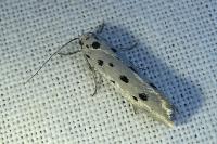 Ethmia dodecea
