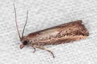 Bactra venosana