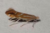 Phyllonorycter leucographella