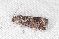 Cydia splendana