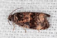 Endothenia