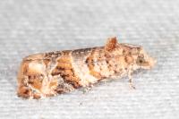 Lobesia botrana