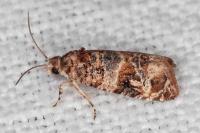 Lobesia botrana