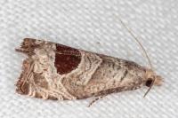 Notocelia uddmanniana