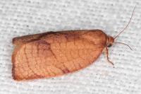 Cacoecimorpha pronubana