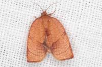 Cacoecimorpha pronubana