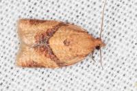 Clepsis consimilana