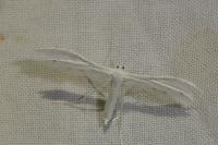 Pterophorus pentadactylus