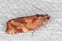 Ditula angustiorana