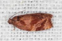Ditula angustiorana