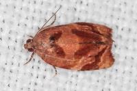 Ditula angustiorana
