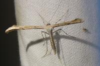 Emmelina monodactyla