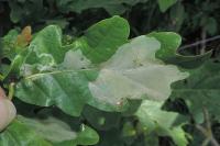 Acrocercops brongniardella
