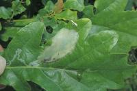 Acrocercops brongniardella
