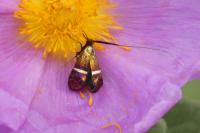 Adela australis