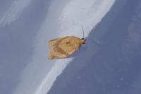 Clepsis consimilana